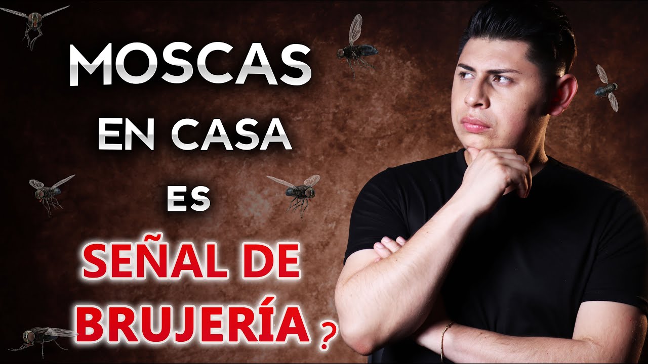 ¿Por Qué Mueren las Moscas en tu Casa?