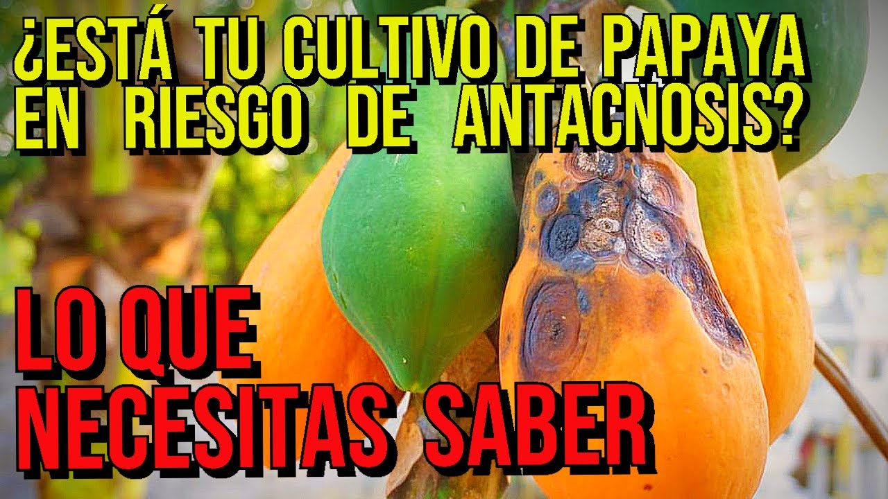 ¿Por qué la papaya desprende un líquido blanco?
