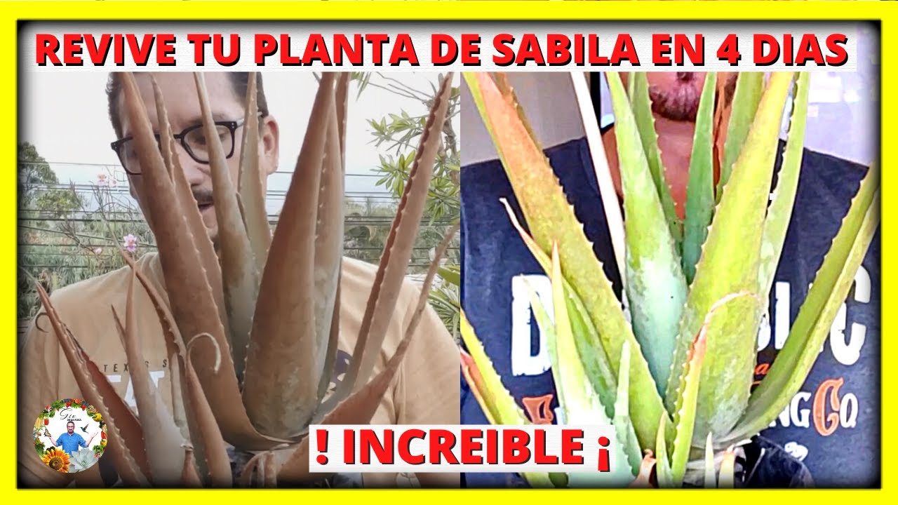 ¿Por qué la sábila cambia de color y se pone roja?