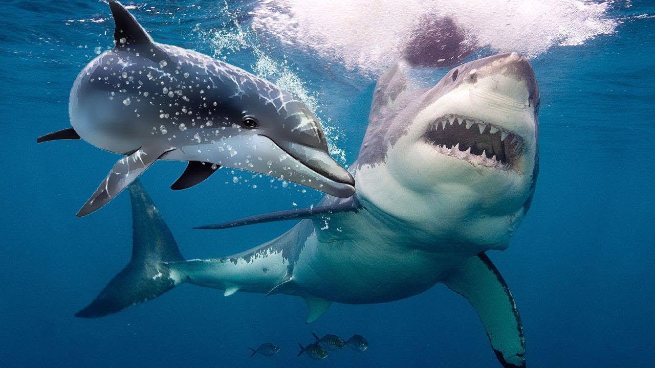 ¿Por qué los tiburones no atacan a los delfines?
