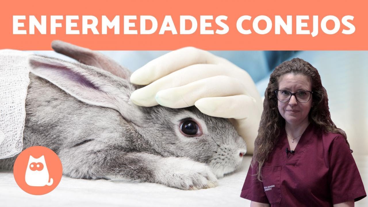 ¿Por qué mi conejo tiene las patas amarillas?
