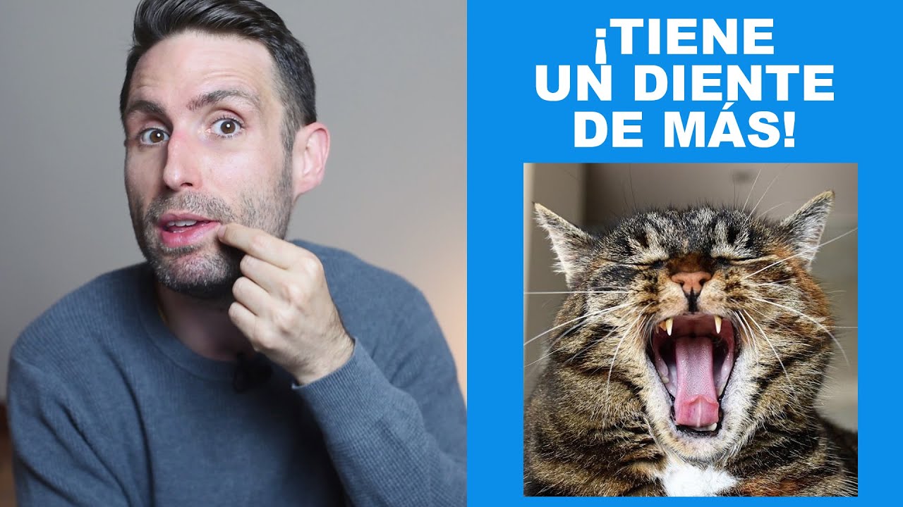 ¿Por qué mi gato tiene los colmillos tan largos?