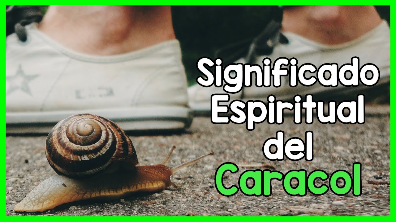 ¿Qué simboliza encontrar un caracol marino?