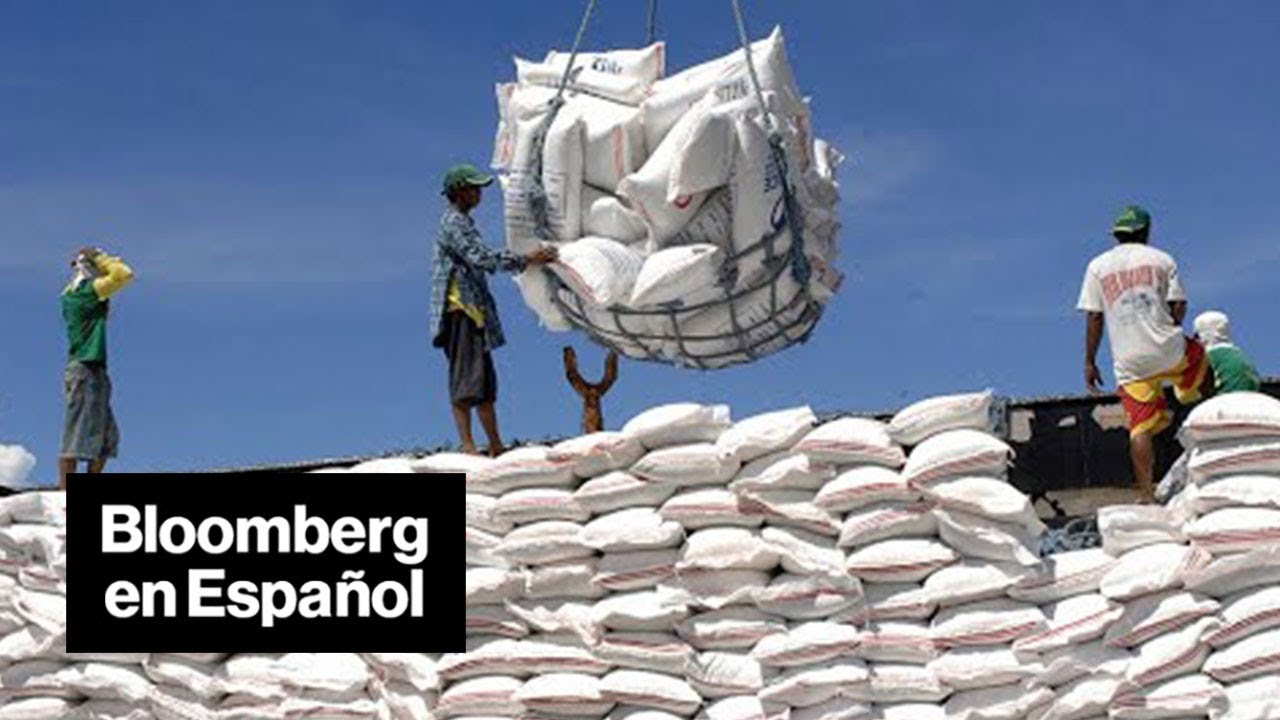 ¿Sabías que Asia destaca en la producción de arroz?