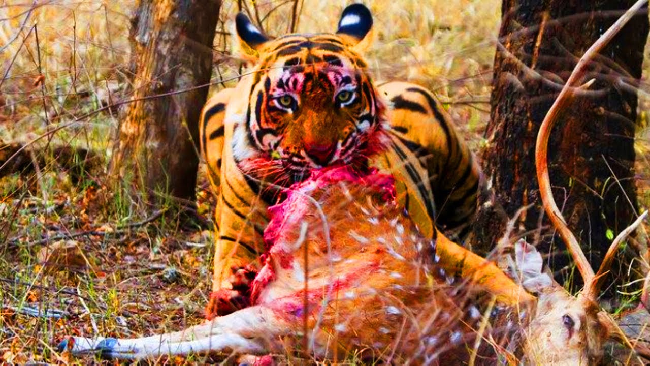 Alimentación de los tigres: todo lo que debes saber