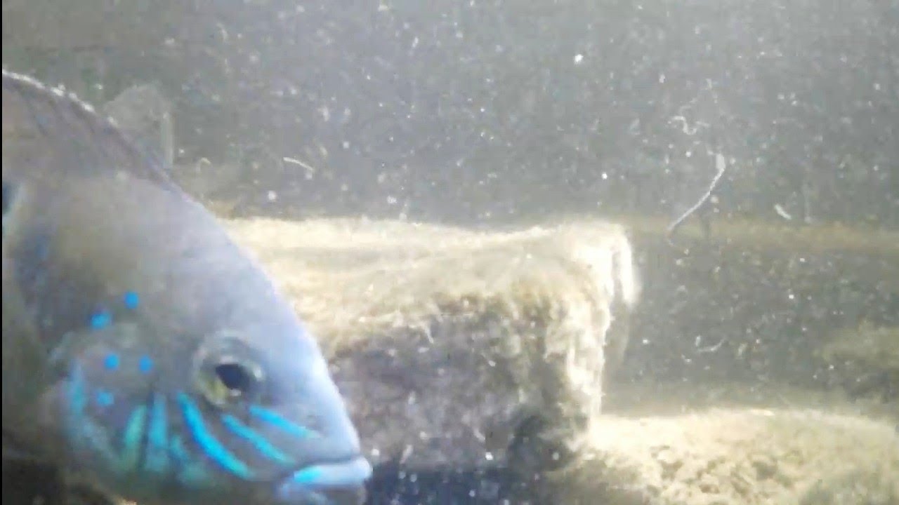 Alimentación de peces de río
