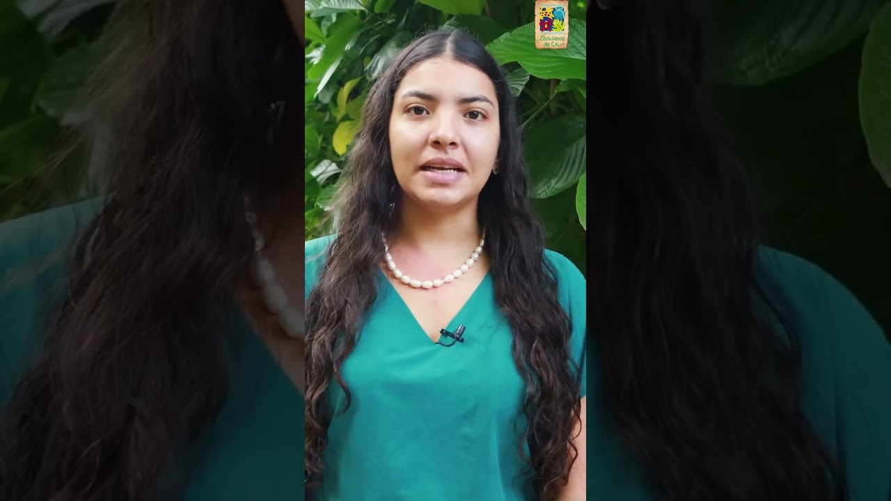 Alimentación del mono araña: ¿qué come?