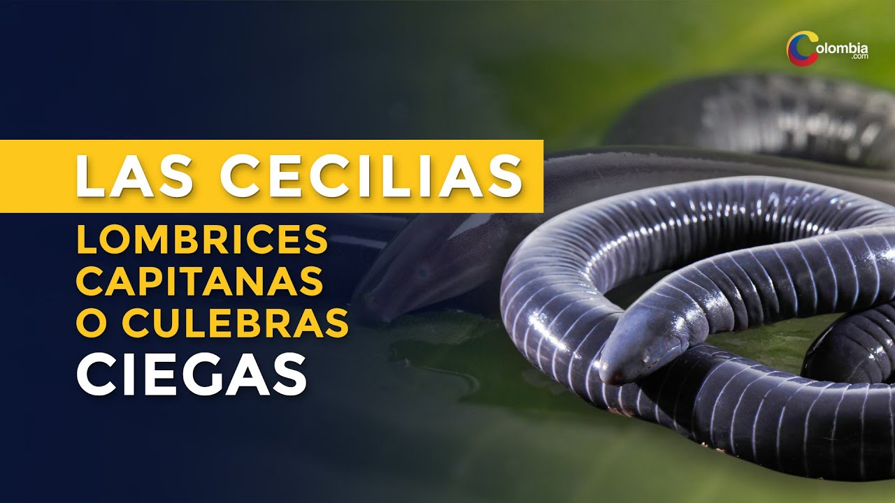 Anfibios en Colombia: ¿cuántas especies hay?