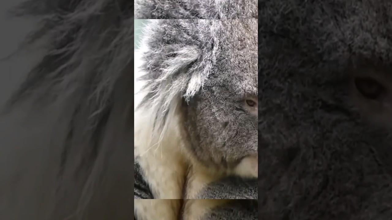 Animal con inicial I: descúbrelo aquí