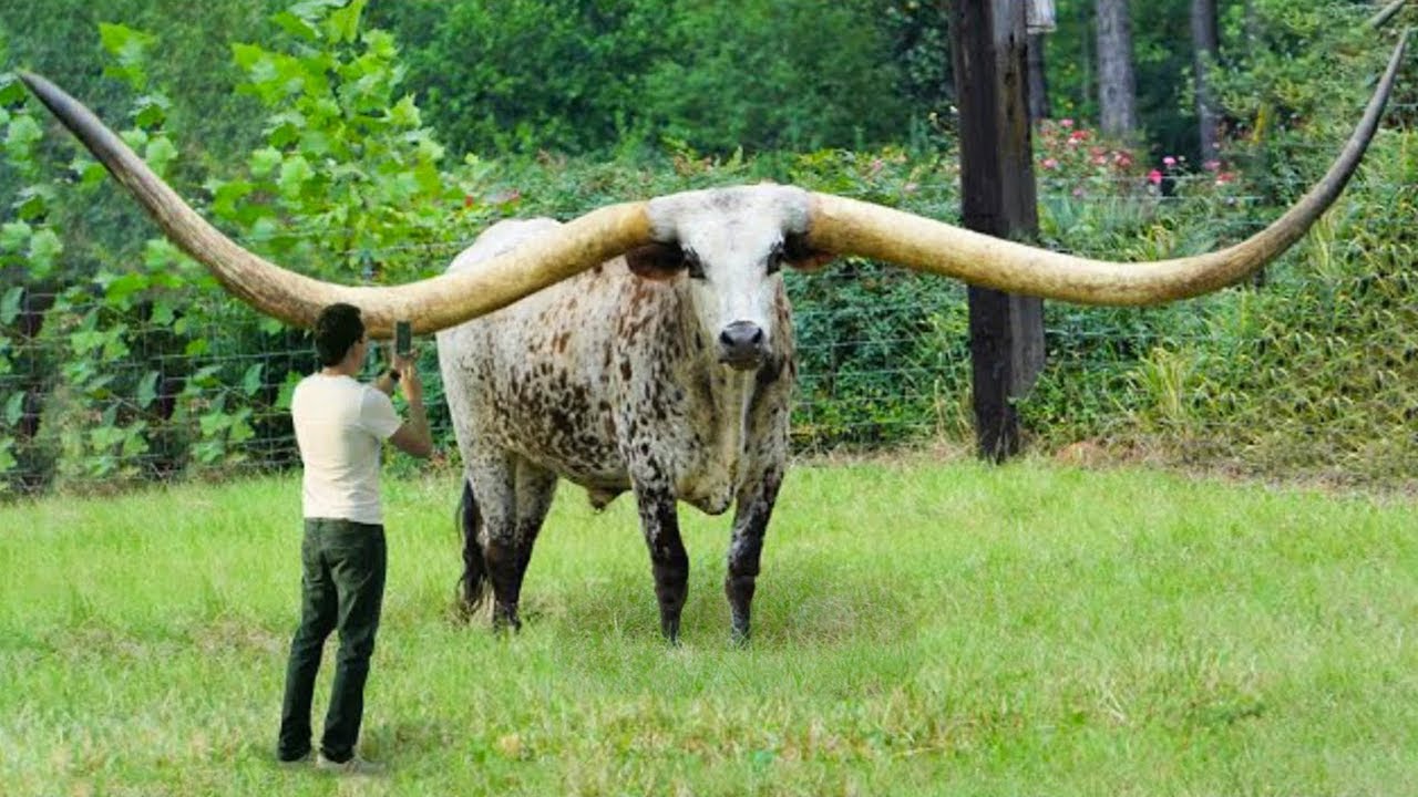 Animal con los cuernos más grandes