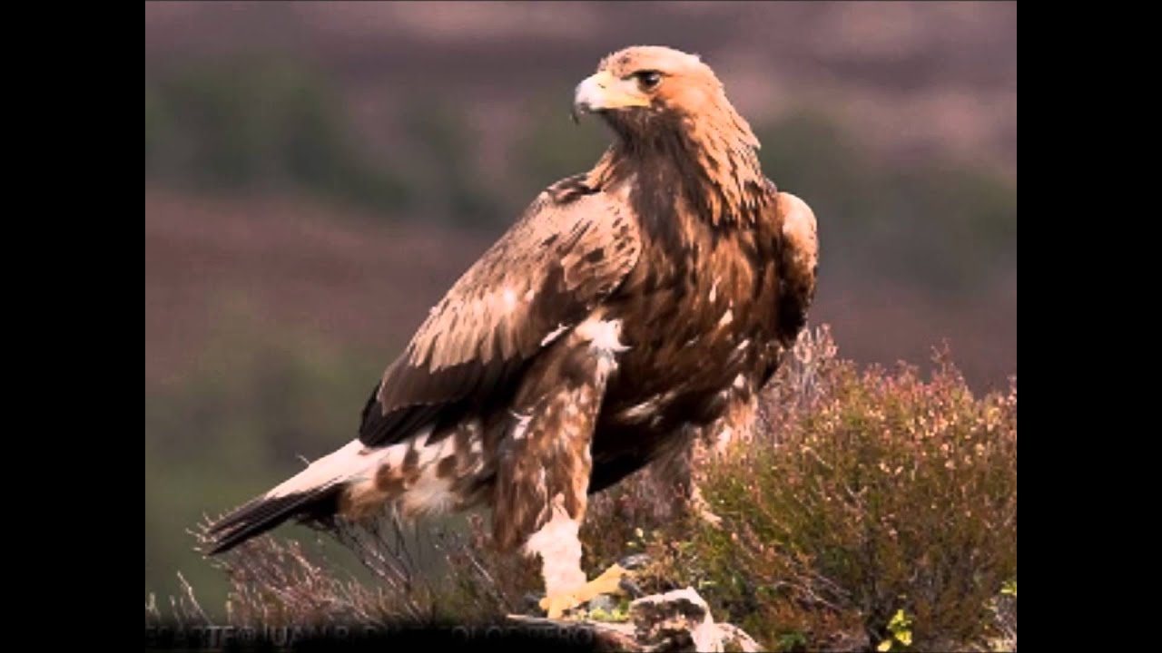 Animales en peligro de extinción en Puebla: ¡descúbrelos!