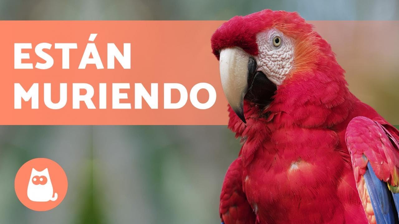 Animales en peligro en Teziutlán