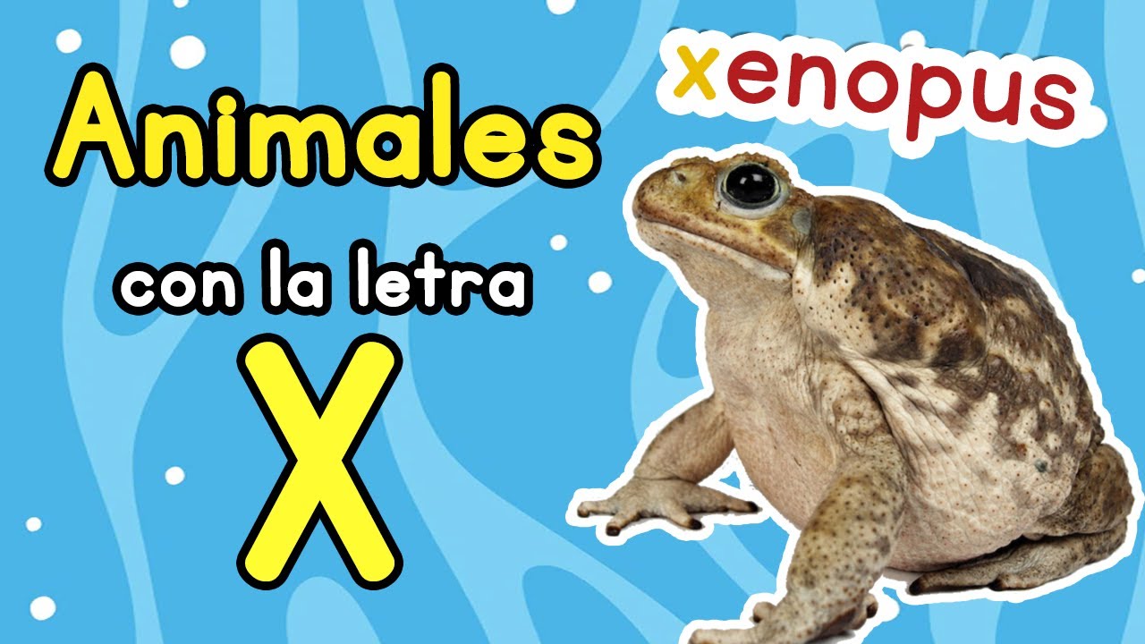 Animales que comienzan con X