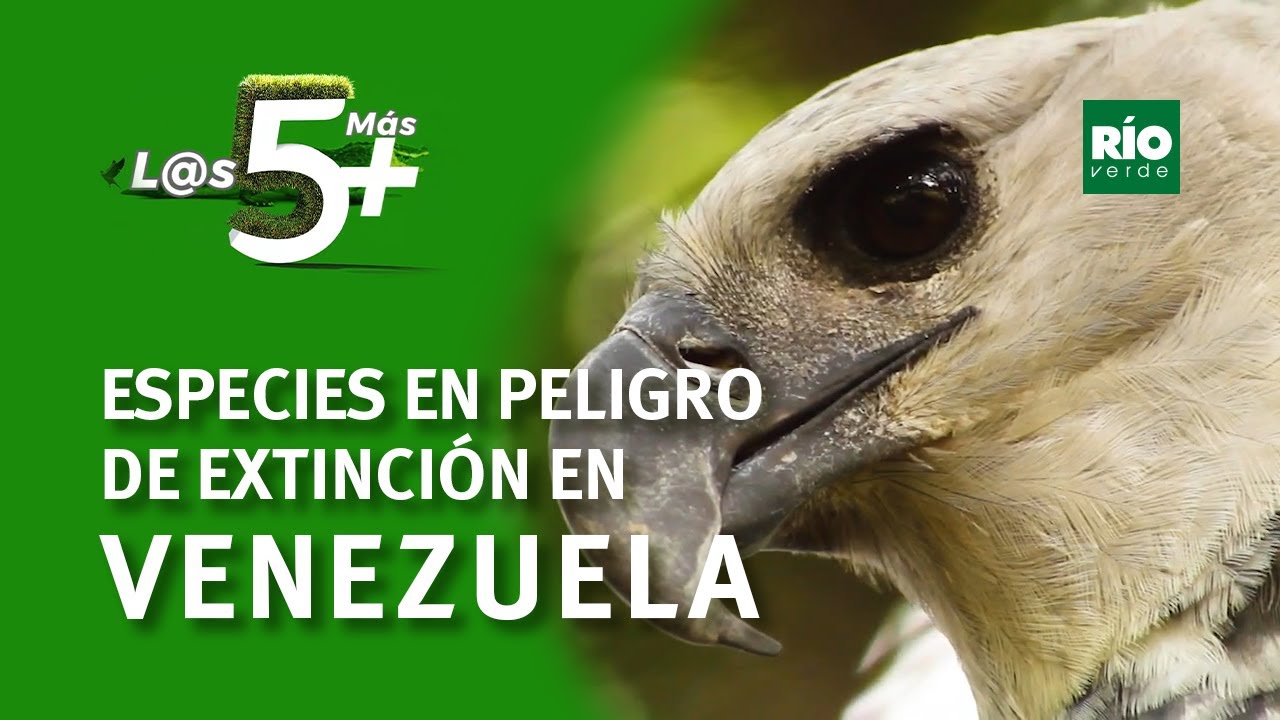 Animales terrestres en peligro de extinción en Venezuela