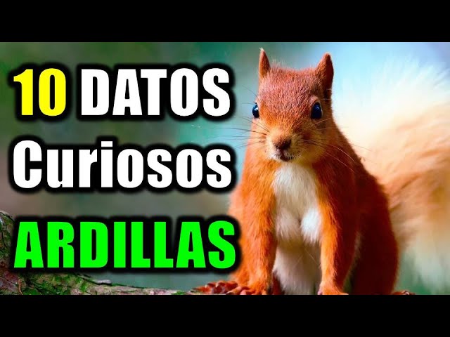 Ardilla voladora: conoce el nombre científico de este curioso mamífero