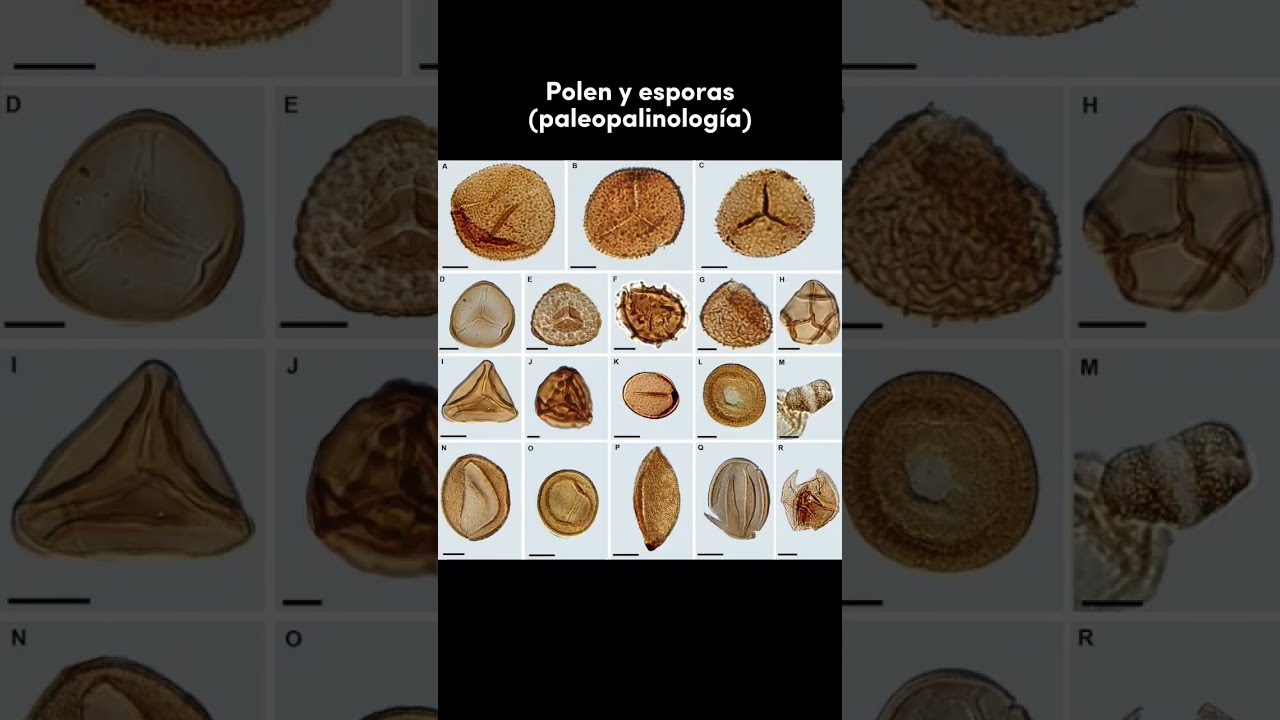 Área de Estudio de la Paleobotánica