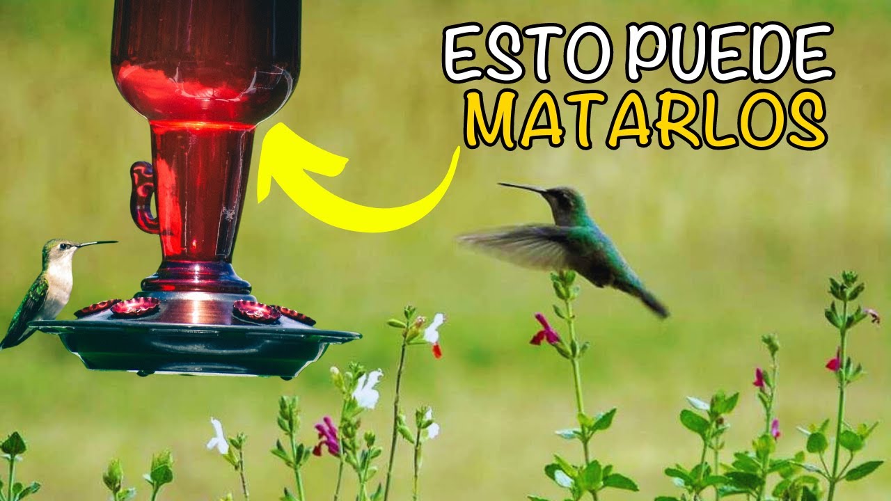 Atrayendo colibríes a tu hogar