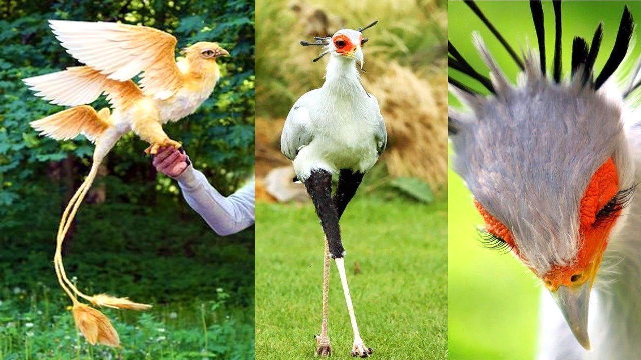 Ave con plumaje blanco y penacho amarillo: belleza alada en la naturaleza