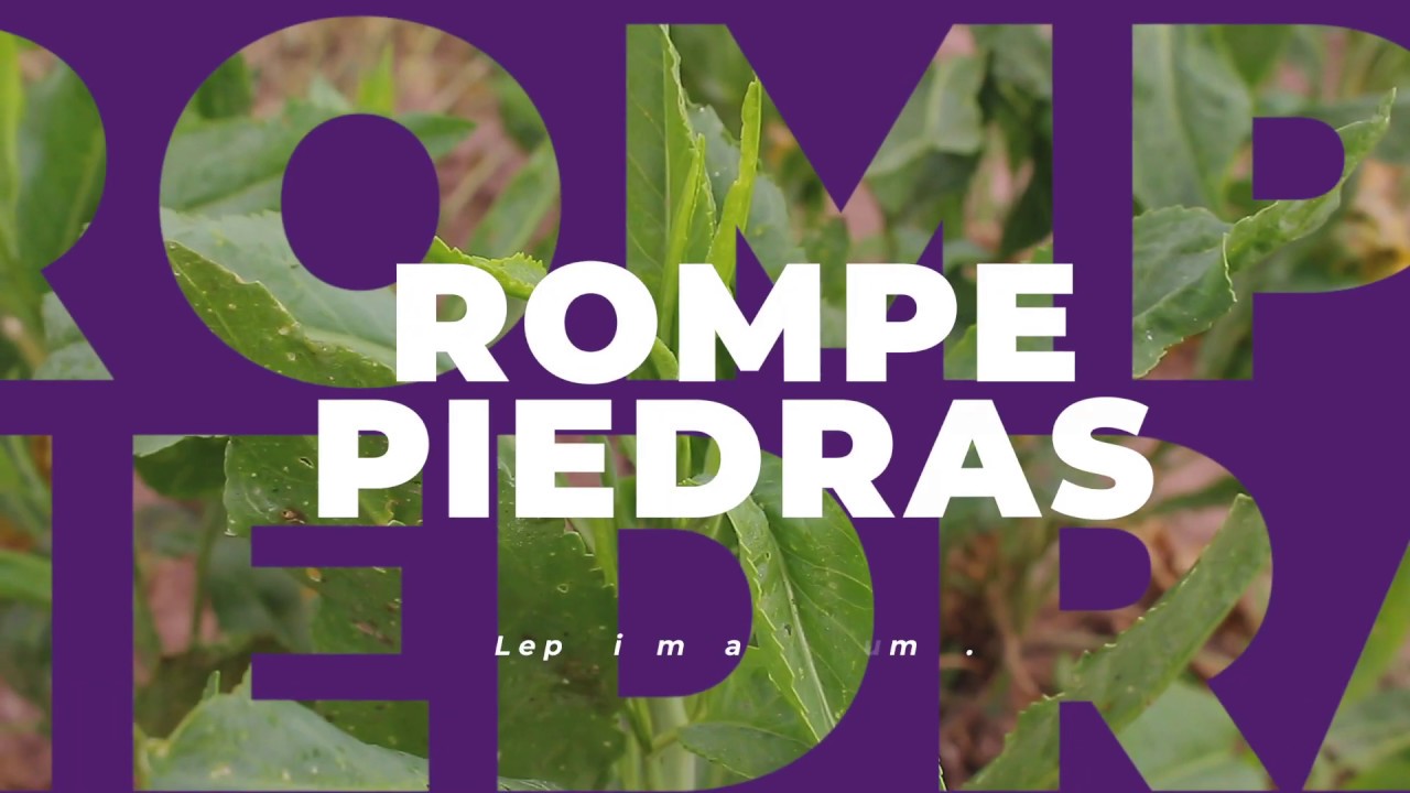 Beneficios de la chanca piedra en el tratamiento de enfermedades