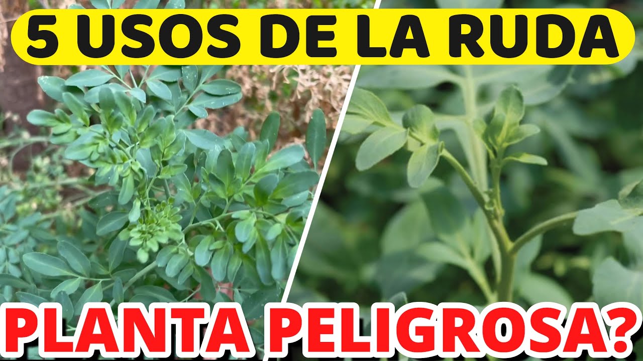 Beneficios de tener una planta de ruda en casa