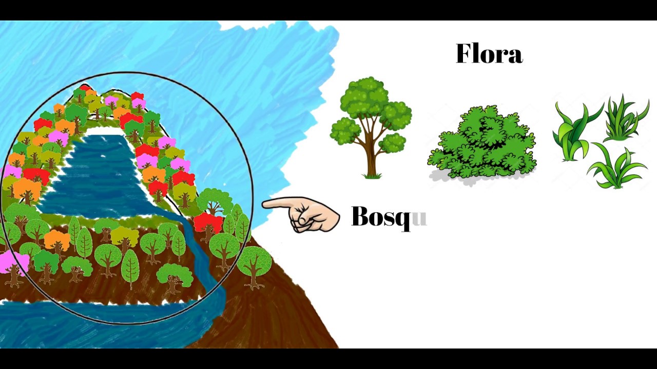 Biodiversidad y purificación del agua