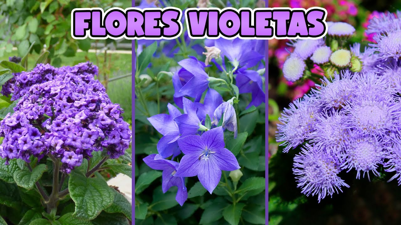 Buen día con violetas: flores moradas para empezar bien