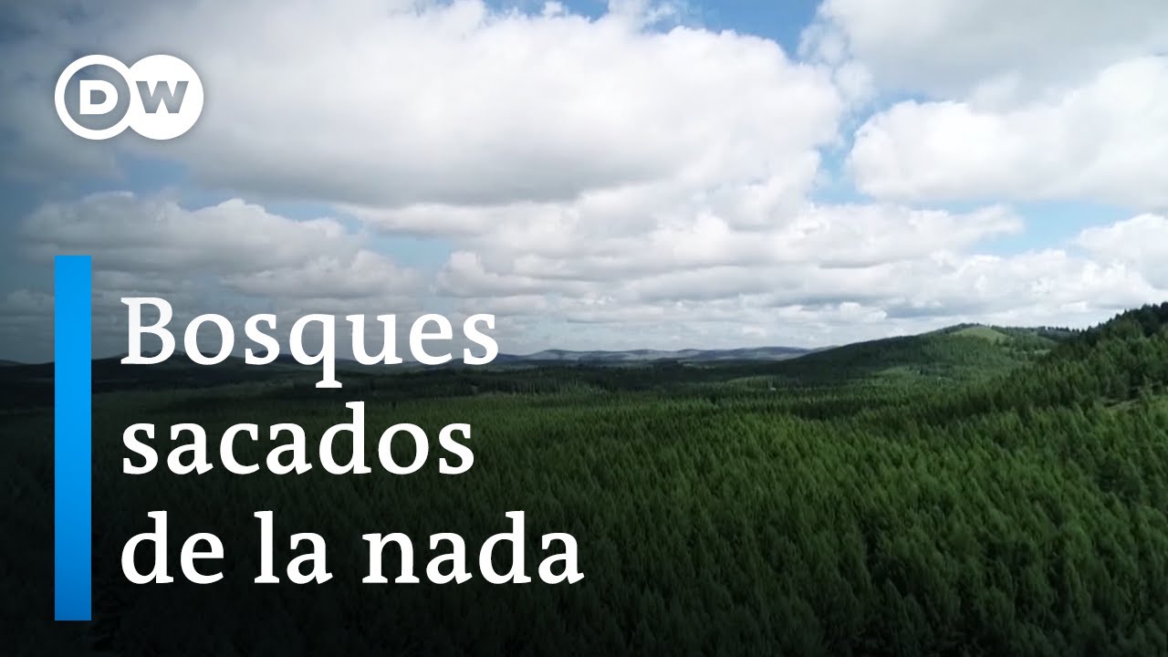 Campañas en contra de la deforestación: ¡actúa ahora!