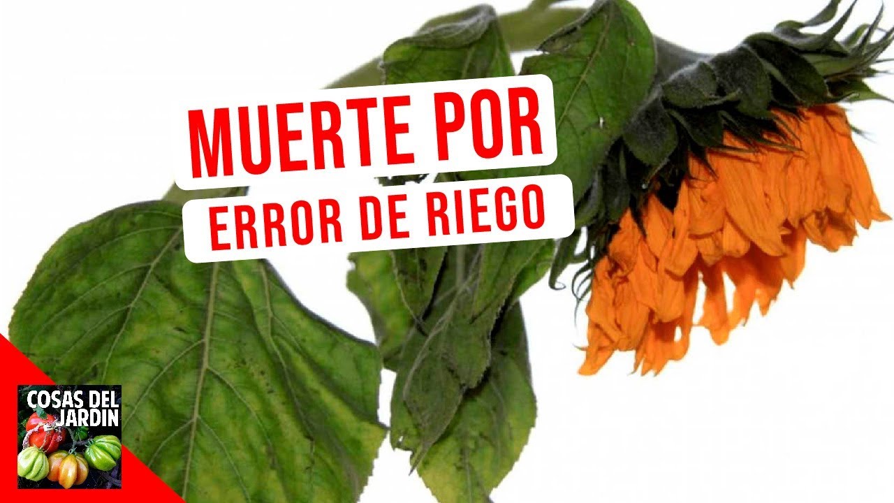 Cantidad adecuada de agua para regar una planta