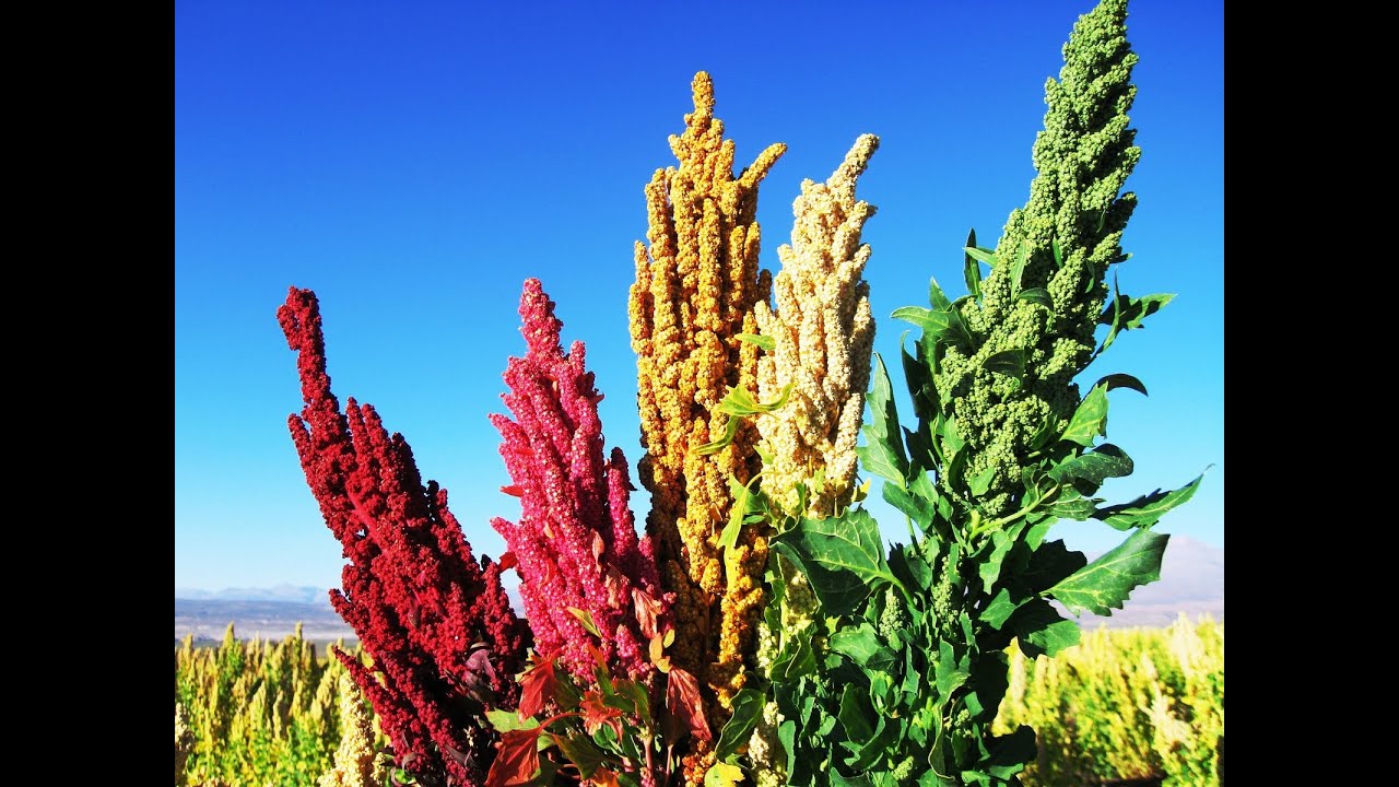 Características de la planta de quinoa