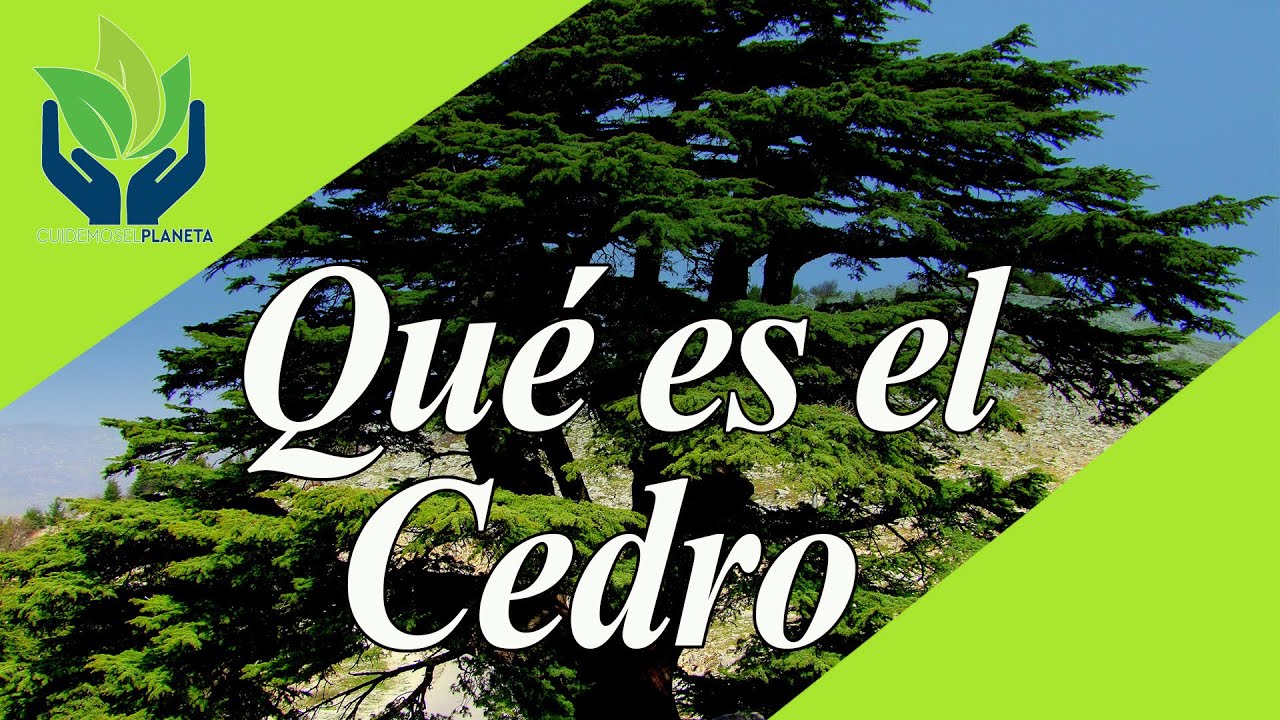 Características de la semilla de cedro