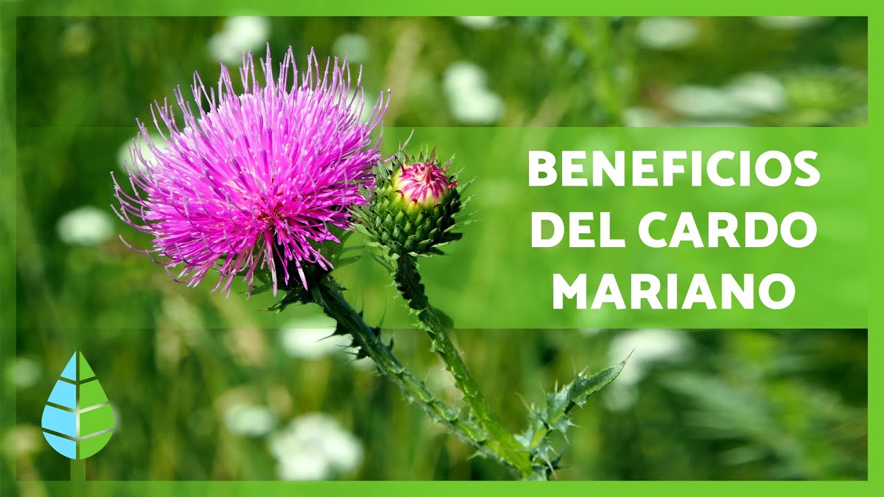 Cardo mariano: beneficios de la infusión