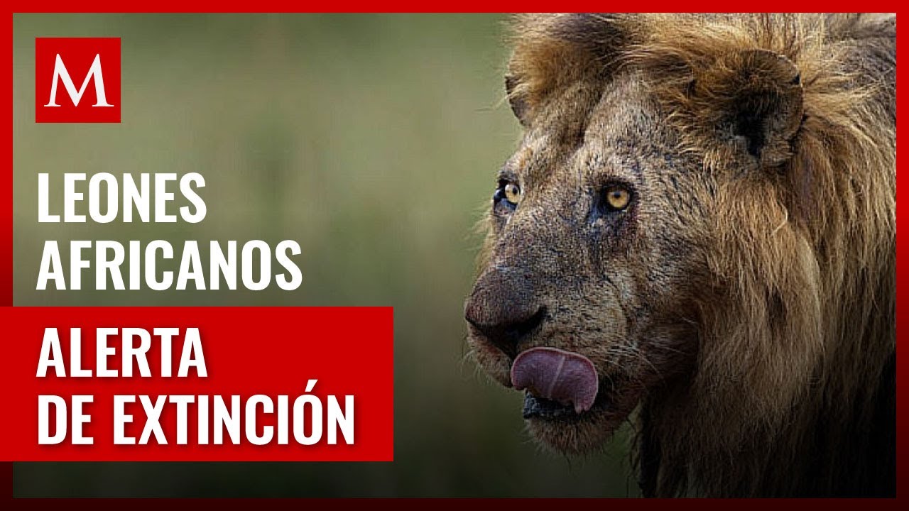 Causas de la extinción del león africano