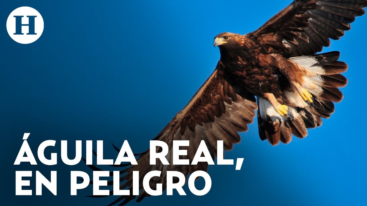 Causas y efectos de la extinción del águila real