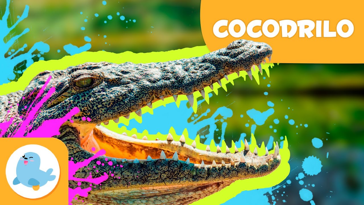 Ciclo de vida del cocodrilo
