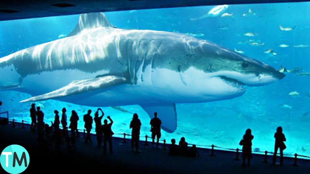 Cifras reveladoras: ¿cuántos tiburones habitan en el mundo?