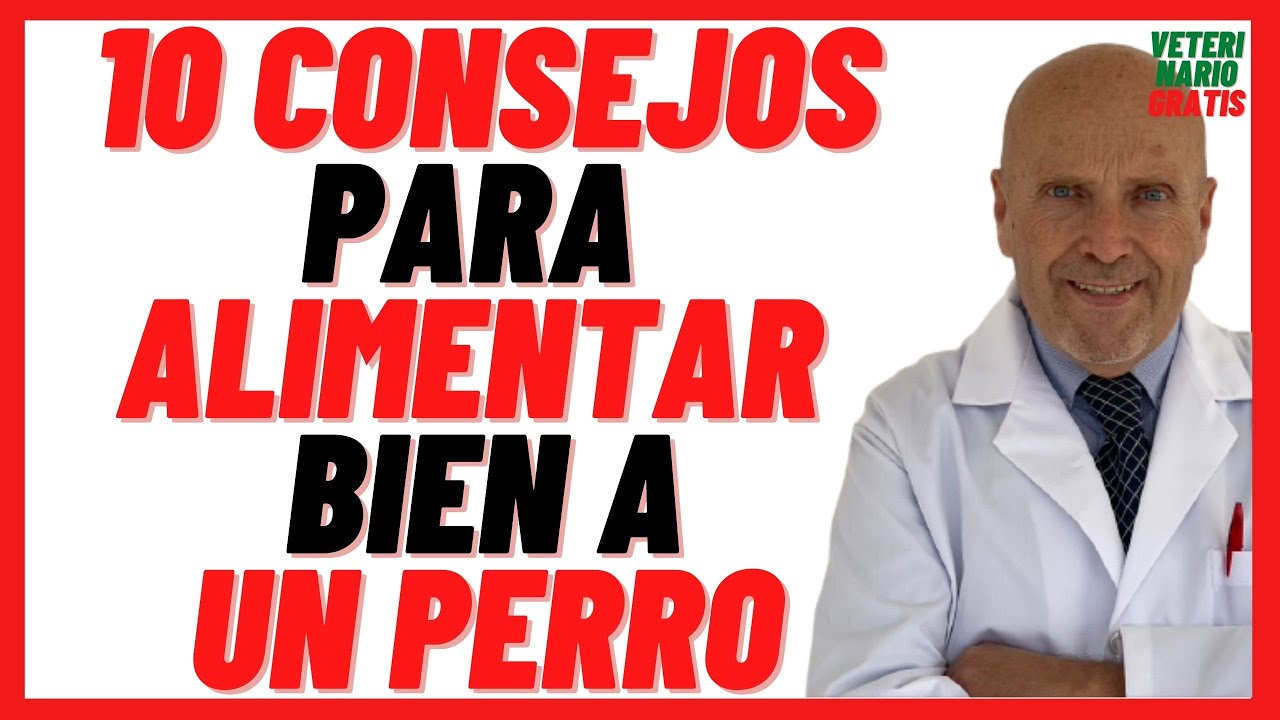 Cómo alimentar a un perro animado