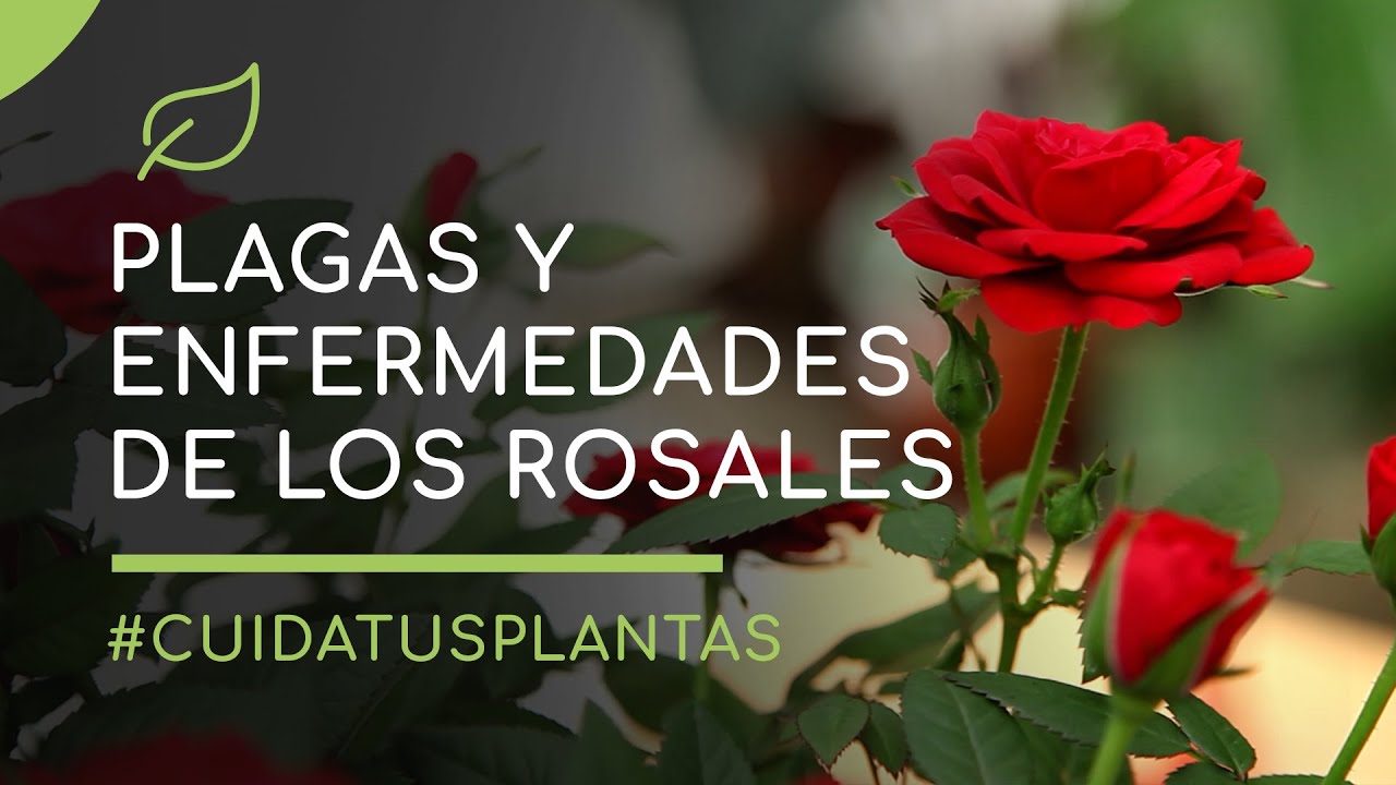 Cómo cuidar los rosales de plagas