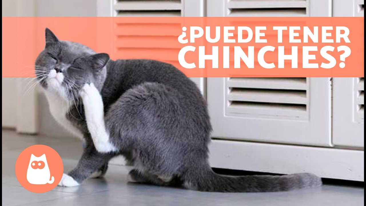 Cómo evitar que las chinches afecten a tu gato