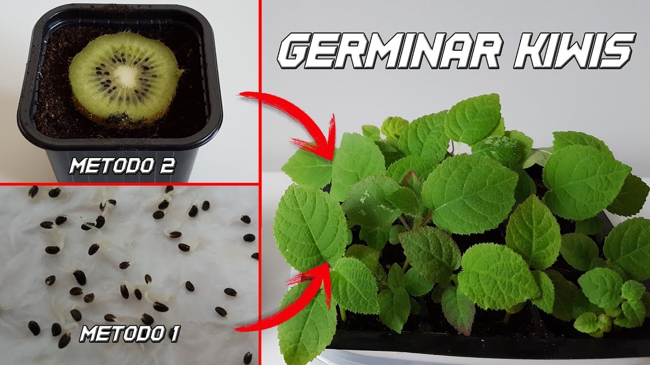 Cómo germinar semillas de kiwi de forma sencilla