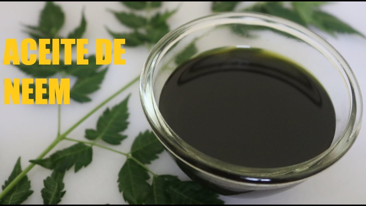 Cómo hacer aceite de nim