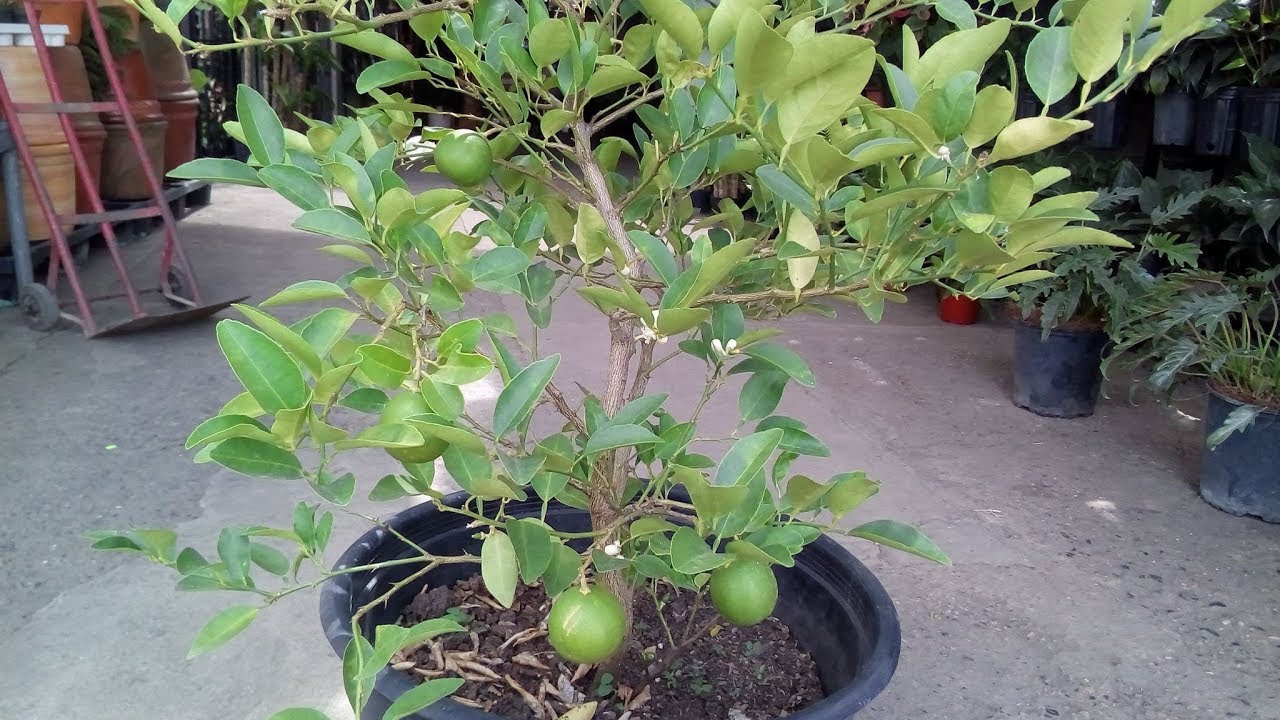 Cómo lograr limones con un limonero en maceta