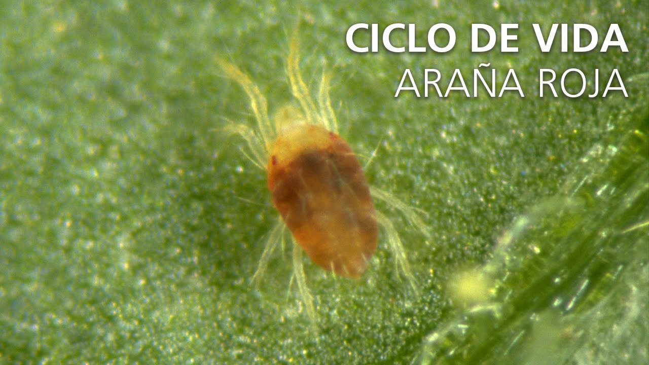 Cómo manejar una araña blanca en plantas de interior