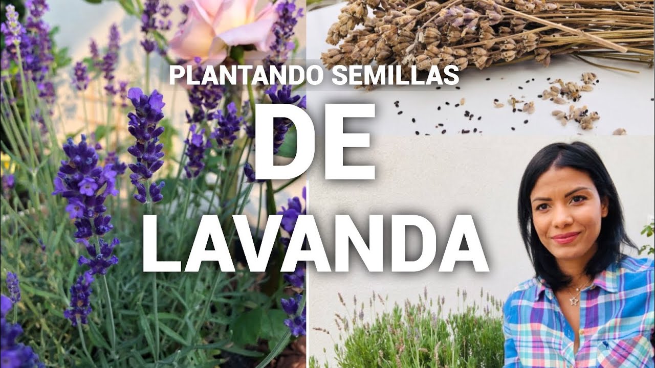 Cómo plantar semillas de lavanda en casa