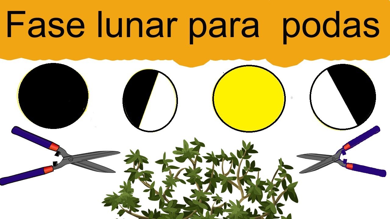 Cómo podar tus plantas según las fases lunares