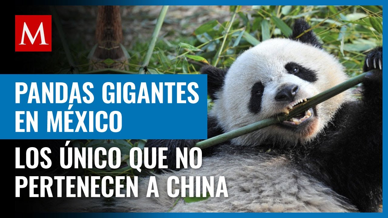 Cómo se dice panda en chino