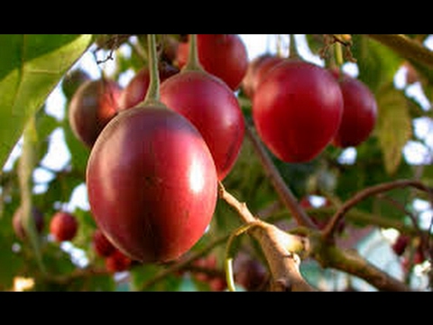 Cómo sembrar tomates de árbol exitosamente
