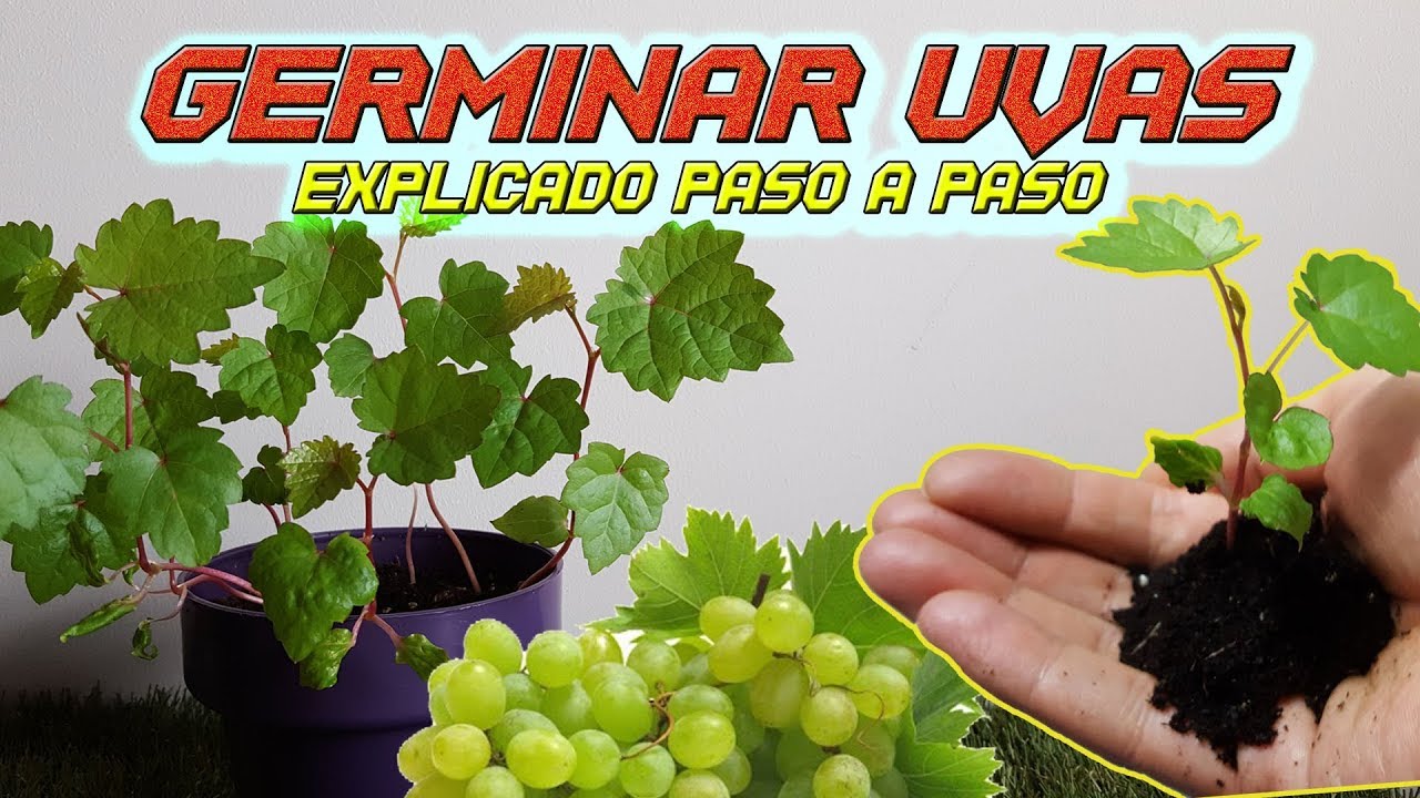 Cómo sembrar uvas partiendo desde la semilla
