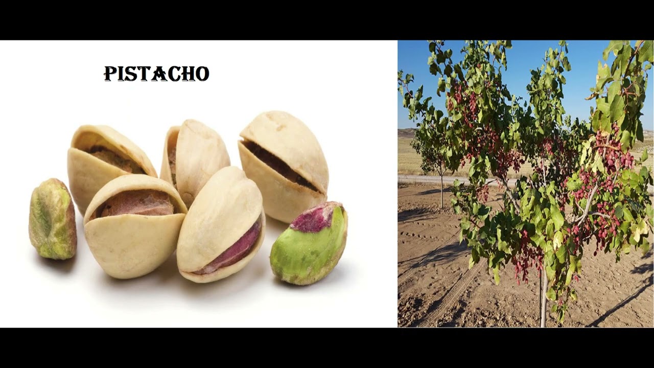 Compatibilidad de injertos en árboles frutales