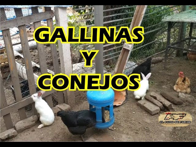 Conejos y gallinas en una casa de campo