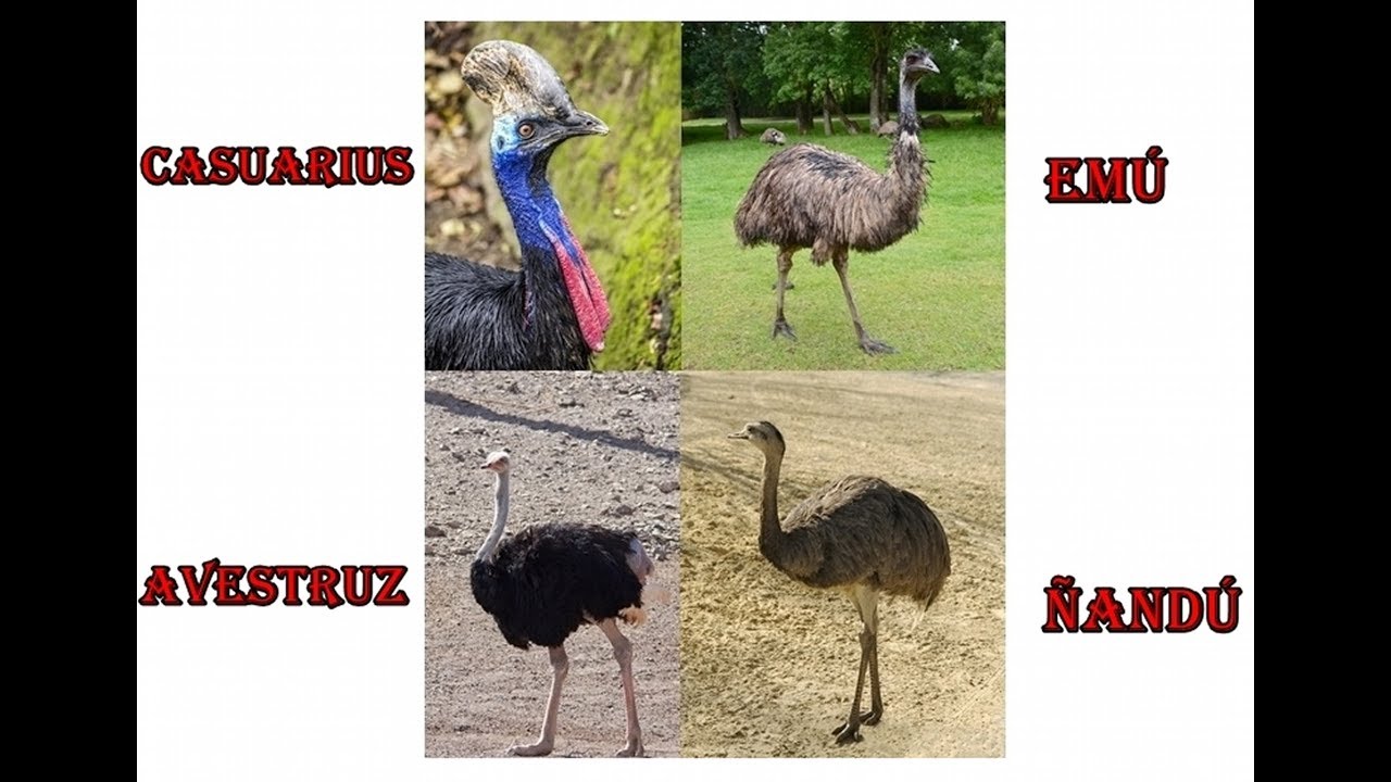 Conoce a la ave corredora similar al avestruz